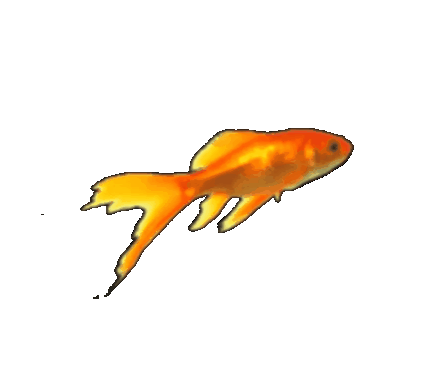 fiish