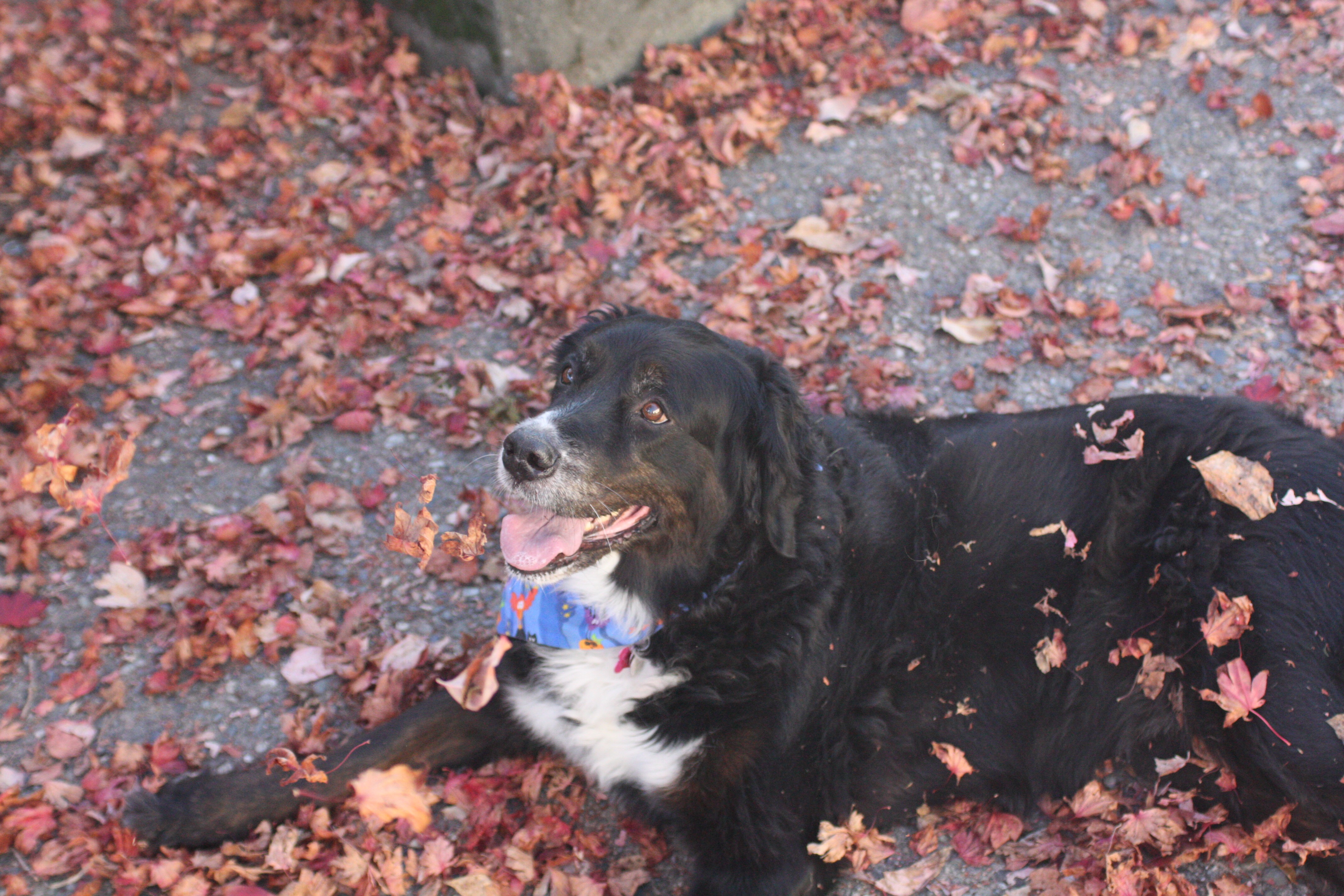 autumn sook